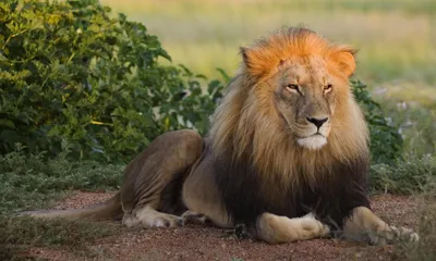 Самый большой лев Тайгана,Цезарь - YouTube
