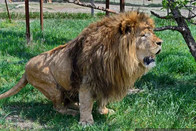 Самые крупные львы - картинки и фото koshka.top