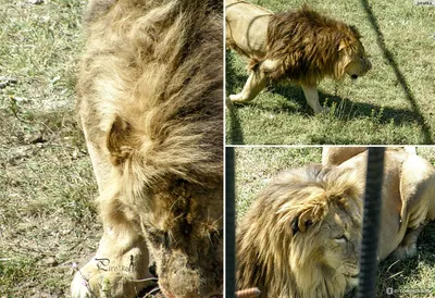 10+ интересных фактов о львах