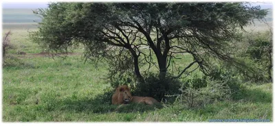 Берберийский лев: Эталонный подвид львов с шикарной гривой. Правда, такого  подвида никогда не существовало | Пикабу