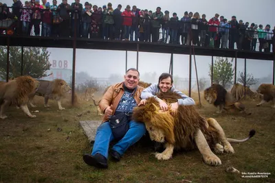 Самый большой лев в мире | Пикабу