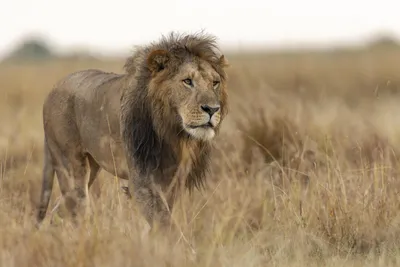 7 животных, которые могут убить льва | MAXIM