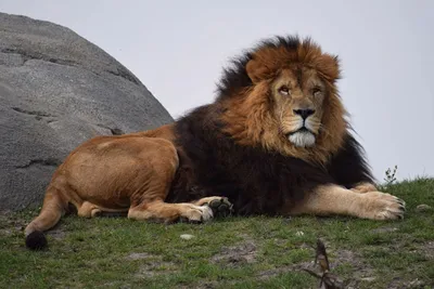 Крым, Белогорск, парк львов \"Тайган\" - «Поездка в Сафари-парк Тайган - самый  большой парк львов в Европе. Увлекательное зрелище львов на свободной  территории. Но львы - это не единственные животные, которые нас