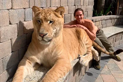 Парк львов \"Тайган\" в Крыму | Зоопарк со львами и тиграми