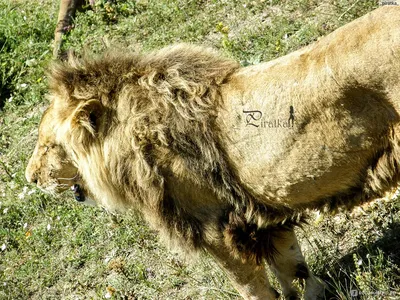 Львиная воля: 10 фактов о царе зверей | Вокруг Света
