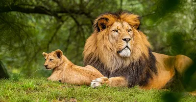 Знаменитого льва с заставки киностудии MGM заменили цифровой копией - РИА  Новости, 15.03.2021