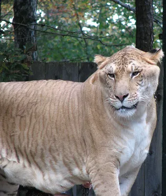 Самый большой лев в мире фото 