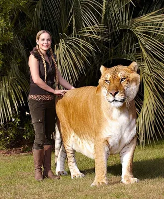 Топ 3 самых больших льва на свете | Мир Животных | Дзен