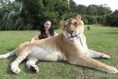 Самый большой лев в мире - 74 фото