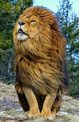 Огромный Лев - красивые фото