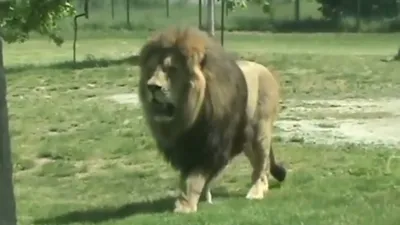 Животные в Ярославском зоопарке: в Ярославле умер белый лев Ярос - 28 марта  2023 - 76.ру