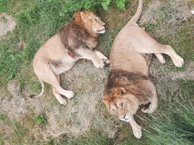 Самый большой прайд львов в африке | Мир Животных | Дзен