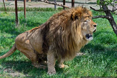 Самый большой Лев в мире - красивые фото