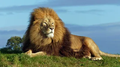 Где ученые нашли самых больших львов на Земле: археологи шокированы