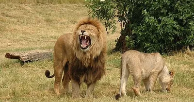 В Кении убили старейшего в мире льва | Комментарии Украина