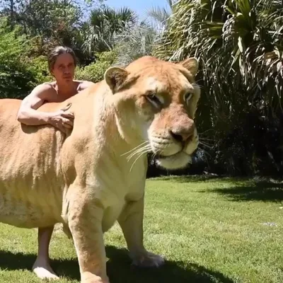 Самый большой лев в мире - 77 фото