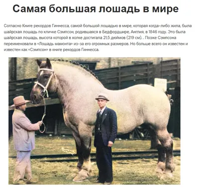 Самый большой лошадь в мире фото 