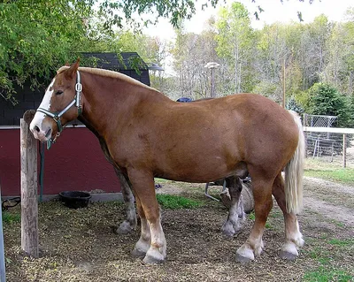 Лошадь породы Барабансон, самый …» — создано в Шедевруме