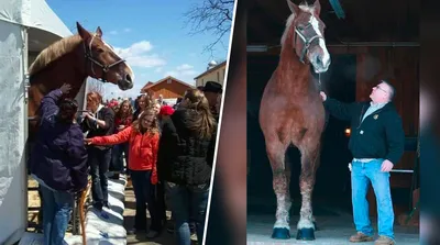 Самая большая лошадь в истории! | Пикабу