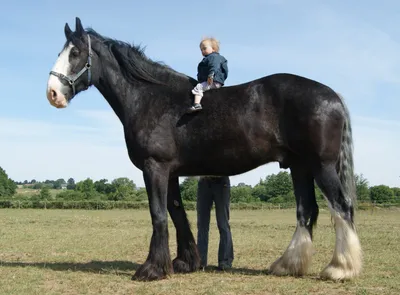 Самые высокие породы лошадей: рейтинг с фото, описанием, максимальным  ростом и особенностями породы