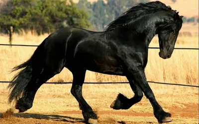 Самый большой в мире конь черно-…» — создано в Шедевруме