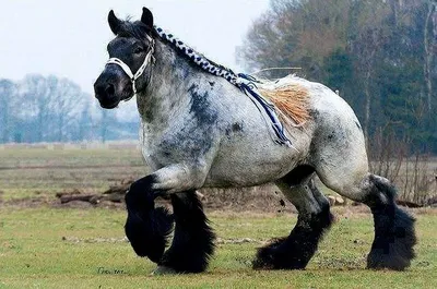 Самый большой конь в мире. Фото