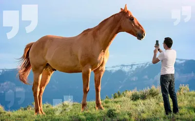 9 самых знаменитых в мире лошадей - KP.RU