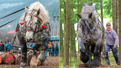 Самые большие лошади в мире (ТОП- 7 крупных пород + ФОТО)