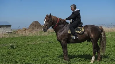 В Оренбуржье родился еще один жеребенок лошади Пржевальского - KP.RU