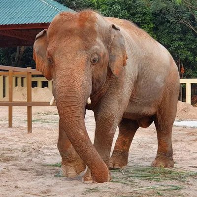 Самые интересные факты о слонах - KP.RU