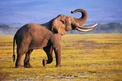 Сколько весит слон? | WORLD PODIUM