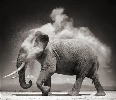 Самый маленький слон в мире» — создано в Шедевруме