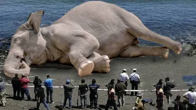 Видео: Больше двухэтажного дома — самые большие слоны в мире