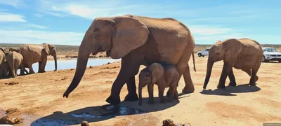 История Манике: слон, у которого я в неоплатном долгу - BBC News Русская  служба