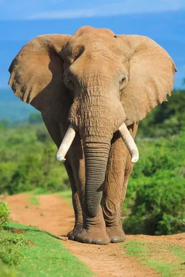 Африканские слоны — Википедия