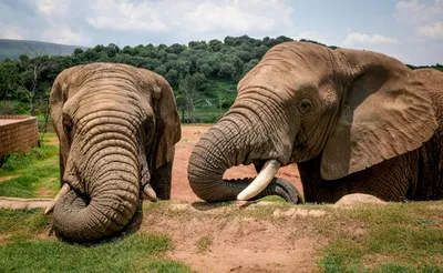 Стеготетрабелодон. Супер слон - 4 бивня. Вымершее животное. Видео про  животных - YouTube
