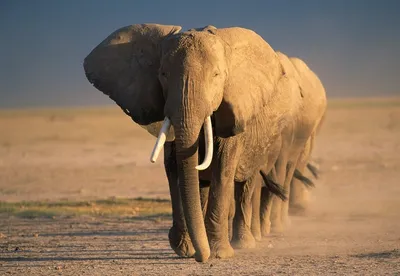 Около 60 человек за год убили слоны в Зимбабве: 11 мая 2022, 20:02 -  новости на Tengrinews.kz