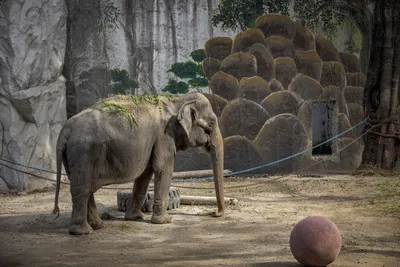 Самый большой слон в мире - красивые фото