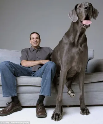 Самый большой пес в мире