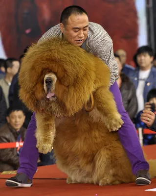 Самые большие породы собак. Топ-25 (с фотографиями) | Toyota Prado Fan Club