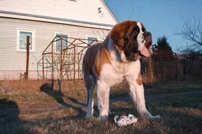 Собаки-великаны»: какая порода самая большая - Русская семерка