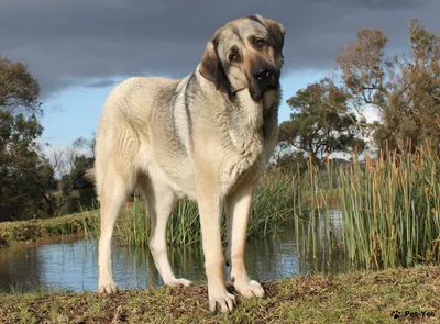 Немецкий Дог: Самая большая собака в мире! » uCrazy.ru - Источник Хорошего  Настроения