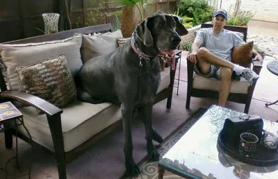 Самый большой собака в мире» — создано в Шедевруме