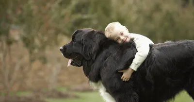 Рацион большой собаки: требования и примеры