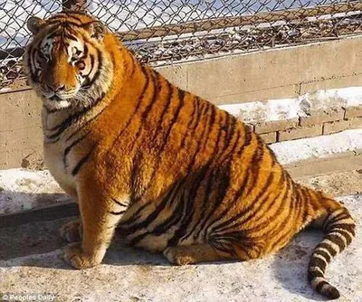 Замітки амурский тигр