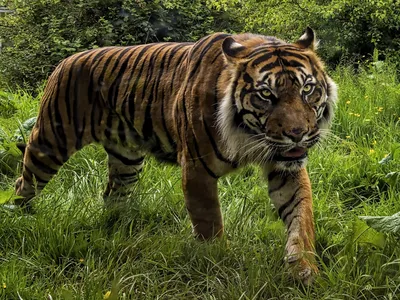 Самый большой тигр - 69 фото
