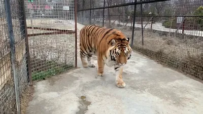 Самый крупный из отловленных в Приморье за последние десятилетия тигр  полностью здоров и готов к выпуску – Новости Владивостока на VL.ru