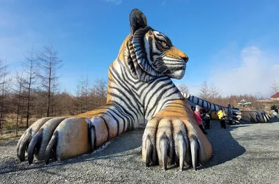 Самый крупный тигр парка ВАЛДАЙ !!! - YouTube