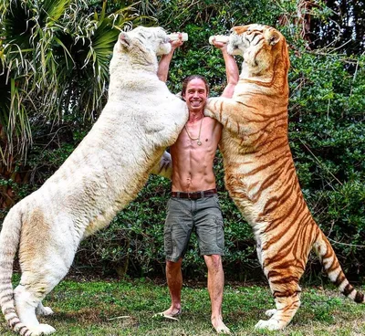 Самый большой в России тигр со смотровой площадкой в голове установлен на  Сахалине (фото) ▸ Amur.Life
