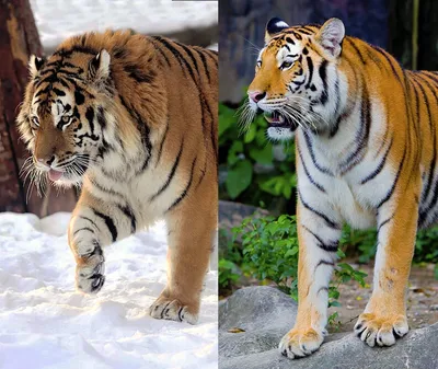 На Сахалине открыли самую большую статую тигра в России. Как она выглядит |  РБК Life